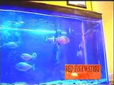 Piranhas 3 - Piranhas Eat a 12$ Pond Fish