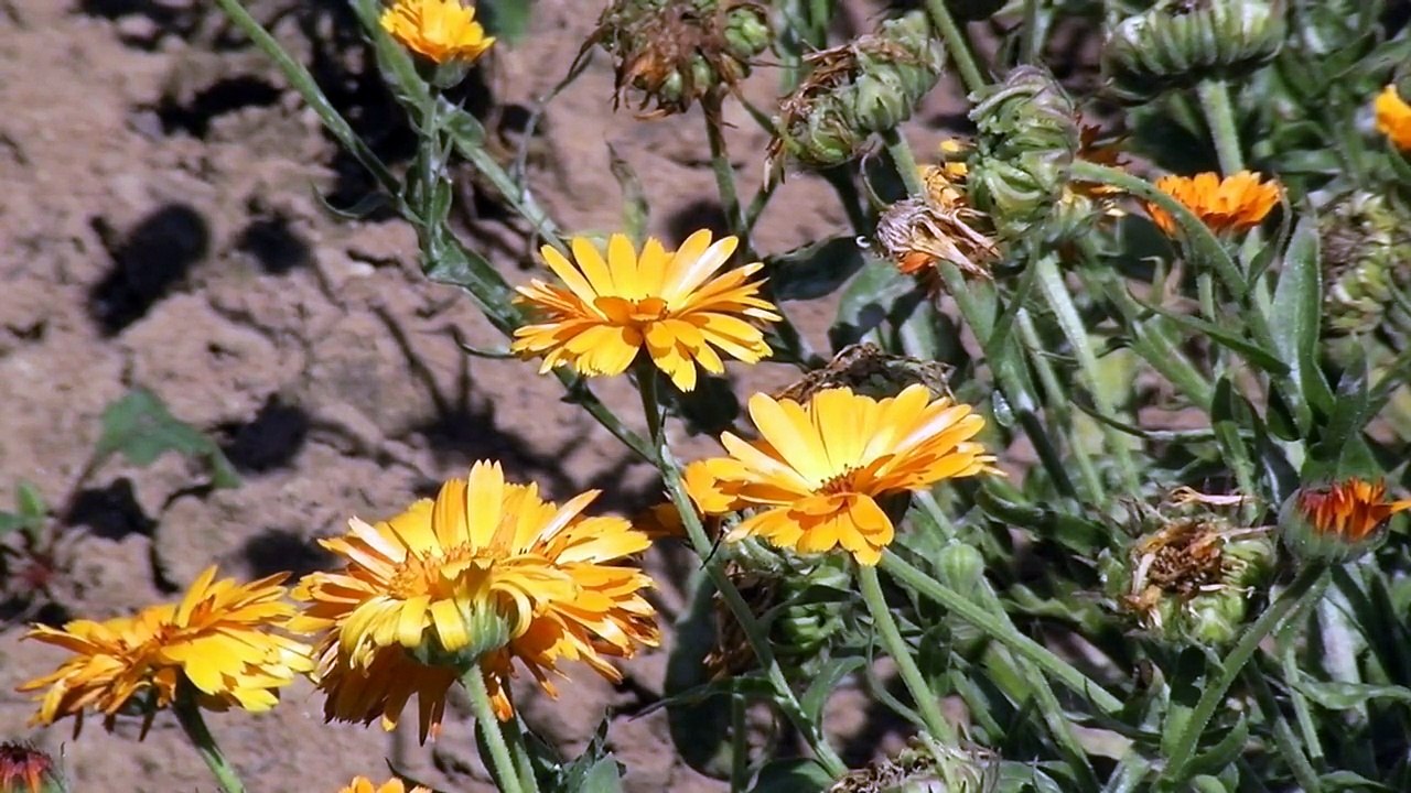 Villa Borg und Saarschleife