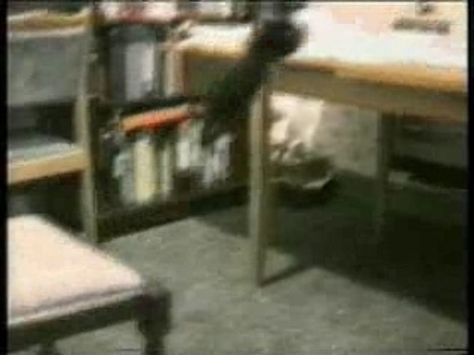 The Funny Cat Vidéo by Antho.