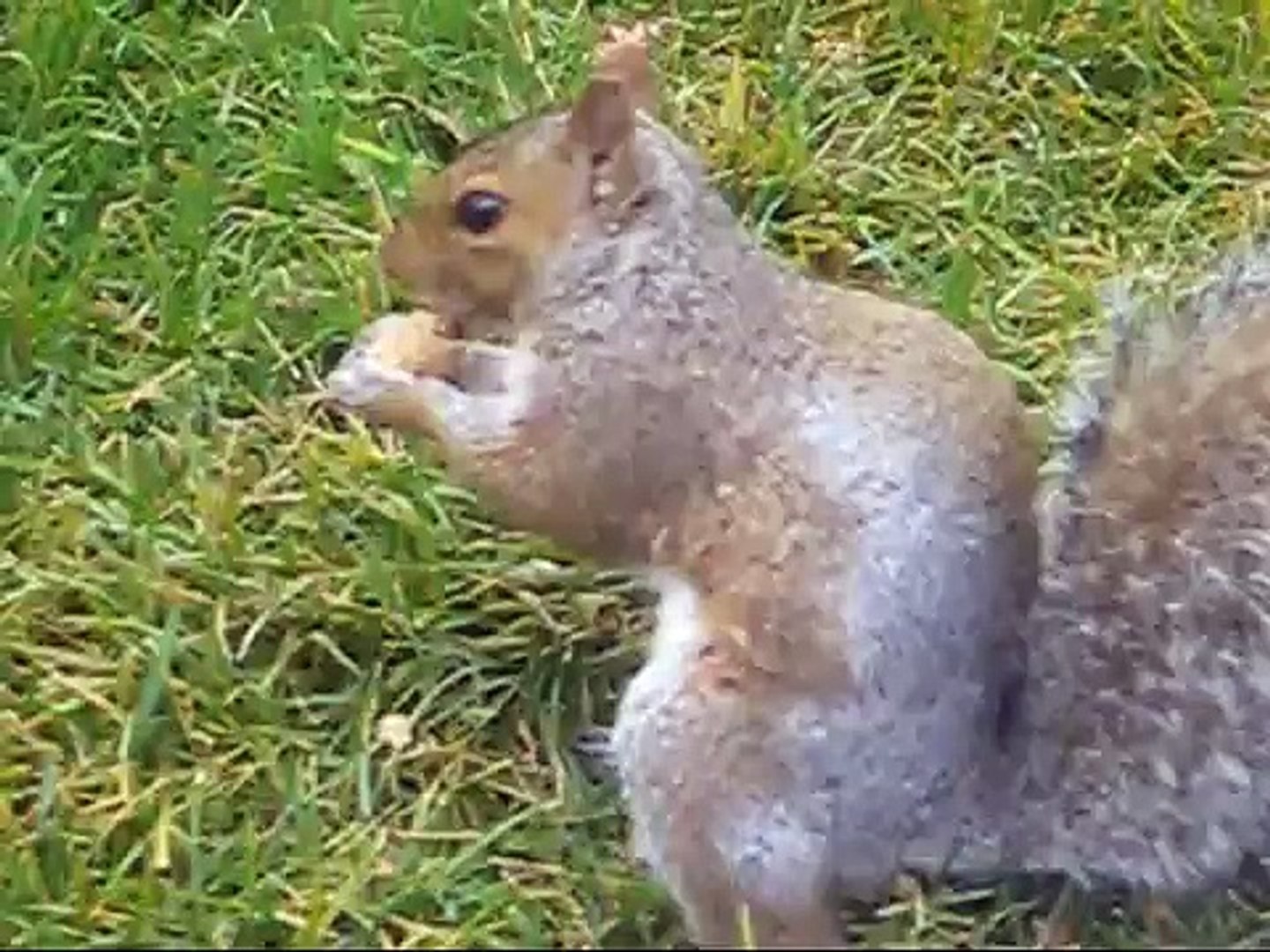 Montreal Squirrels