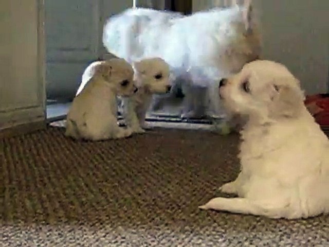 Cachorros Maltes - 1 mes