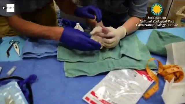 Estas son las dos crías de la osa panda gigante del zoológico de Washington