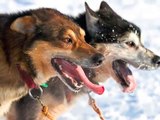 2012 Iditarod Trail Sled Dog Race in Alaska