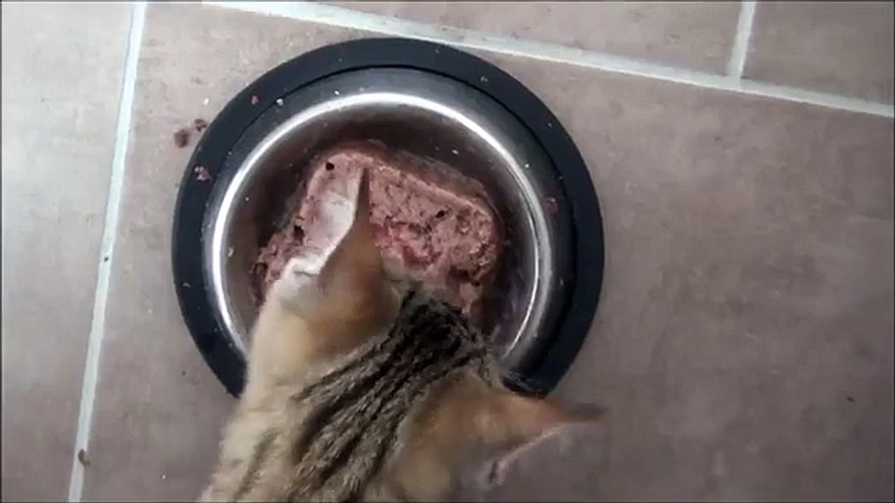 Kitten makes hilarious sounds while eating