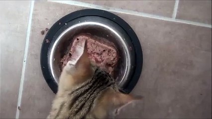 Kitten makes hilarious sounds while eating
