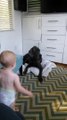 Köpeğe Patronun Kim Olduğunu Öğreten Bebek