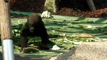 Gorilla Big Brother - Munich Zoo - Tierpark Hellabrunn