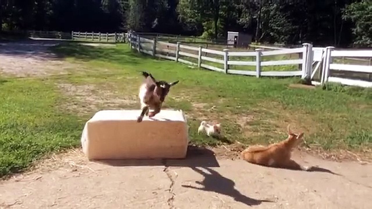 Lola the chihuahua & the Goat kids Daily Playtime