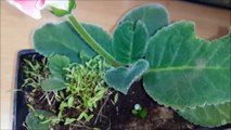 How to propagate gloxinia from leaf cutting. Part-2