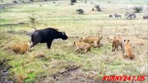 Lion vs. Tiger vs. Hyena vs Buffalo Real Life ☆ Amazing Animal
