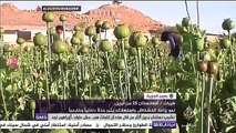 جدل في أفغانستان بسبب زراعة 