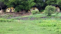 LEÓN SALVA BEBE TERNERO - BABOONS CRIAN PERROS  COMO MASCOTAS