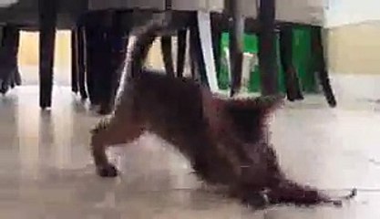 Adorable Abyssinian Kitten Fun 🐱 – Hilarious Videos & Cute Clips