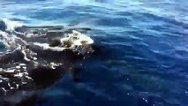 Humpback Whales Surrounding Fishing Boat