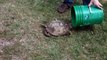 Angry Snapping Turtle Snaps Bucket, SNAPS STICK, holds on as lifted into air