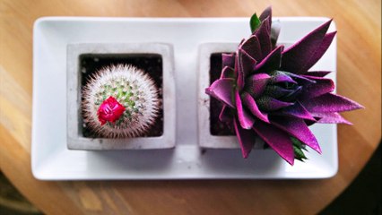 Dmitry Romantsov - Project Management in New Jersey