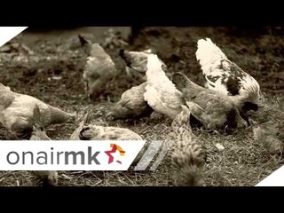 ELENA VELEVSKA - PODELEN ZIVOT