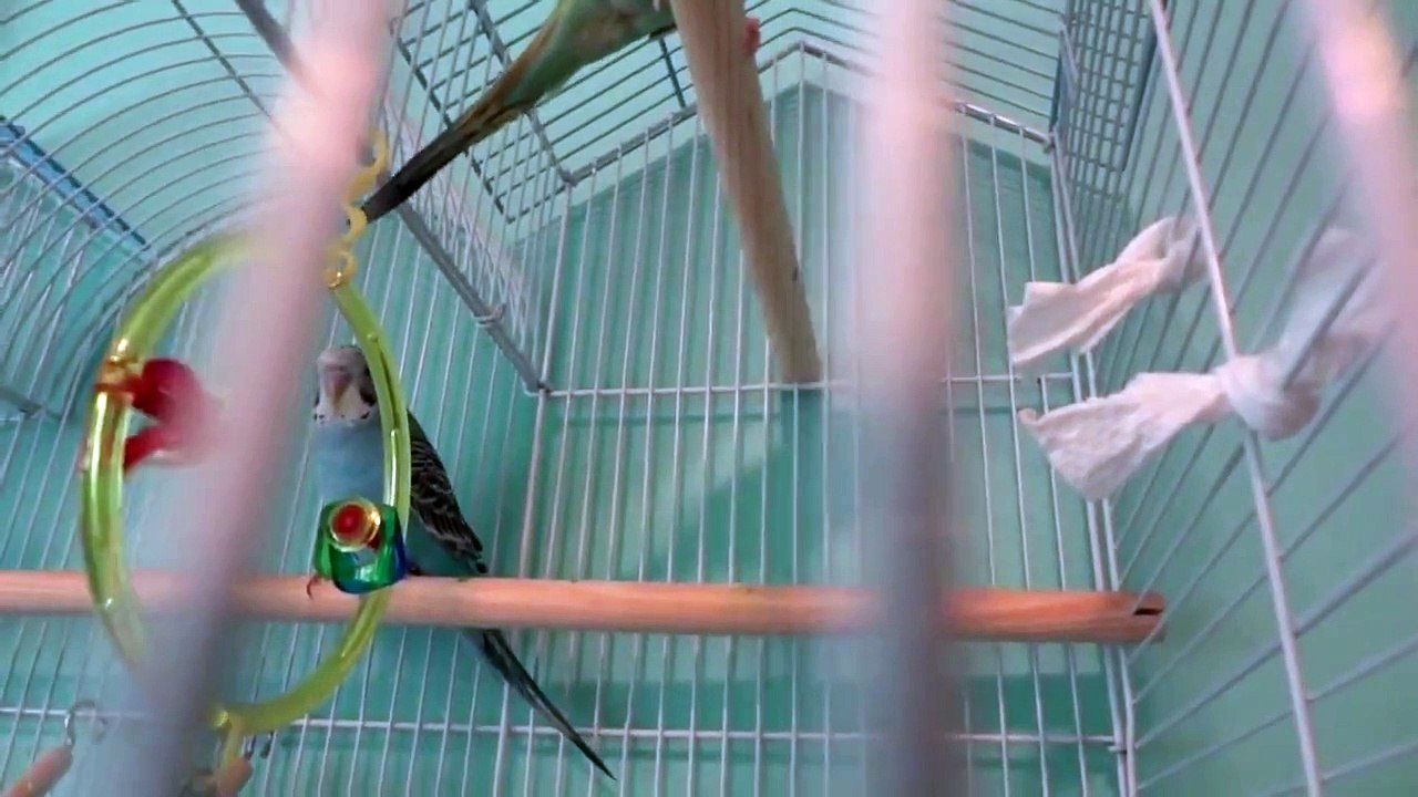 Two Happy Parakeets Chirping