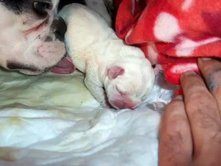 parto de bulldog frances fani