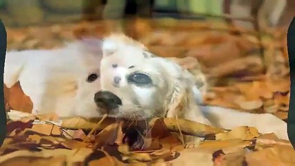 Funny cats annoying dogs - Cute animal compilation,