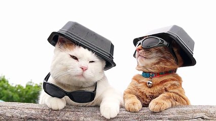 Wear Black Cats - Funny cats 2015