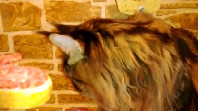 ГАДОСТЬ! Современную колбасу даже кошки не жрут! (видео прикол) [мега приколы ржака жесть]