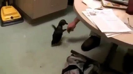 Hilarious penguin (funny video) [mega fun rzhaka tin]