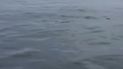 Humpback Whale feeding frenzy off Cape Cod coast