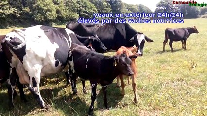 Visite d'une exploitation laitière bio à Mahalon