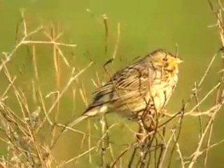 Corn Bunting