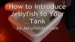 Introducing Jellyfish to Your Tank