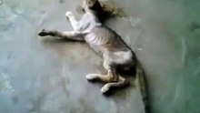 قطة تصارع سكرات الموت