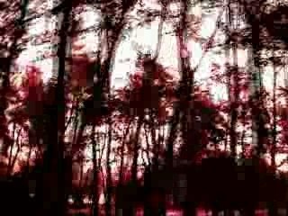 Dead can dance  the tree