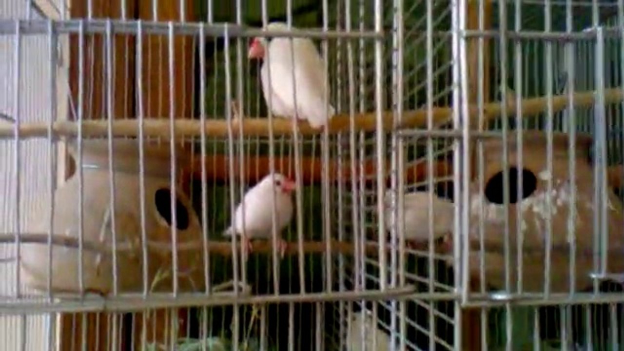 Java finches, Java sparrows living in cage