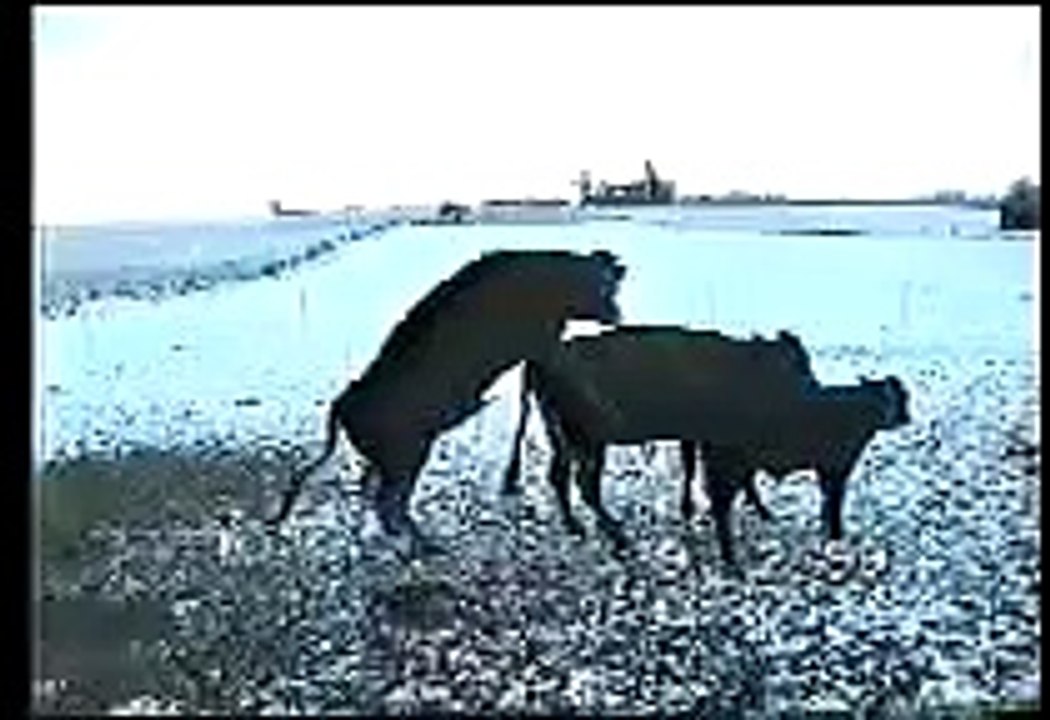 Bull falls while having sex