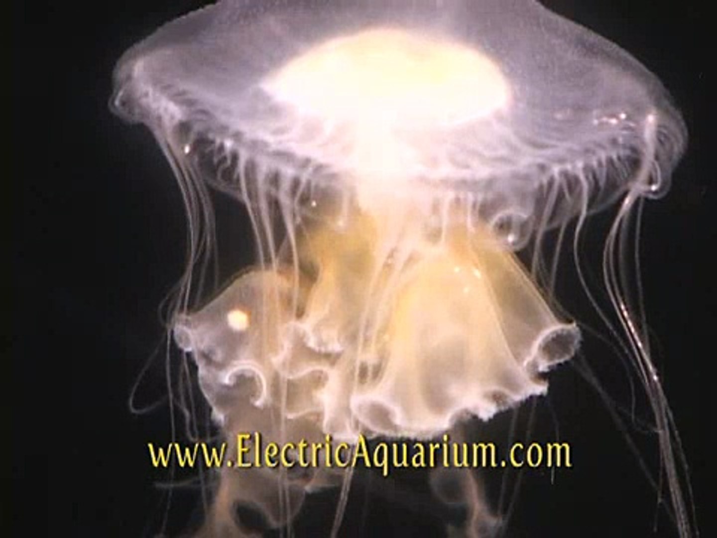 Jellyfish #1
