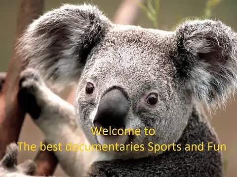 Animals attack humans animals attacking people deadly animal attacks compilation