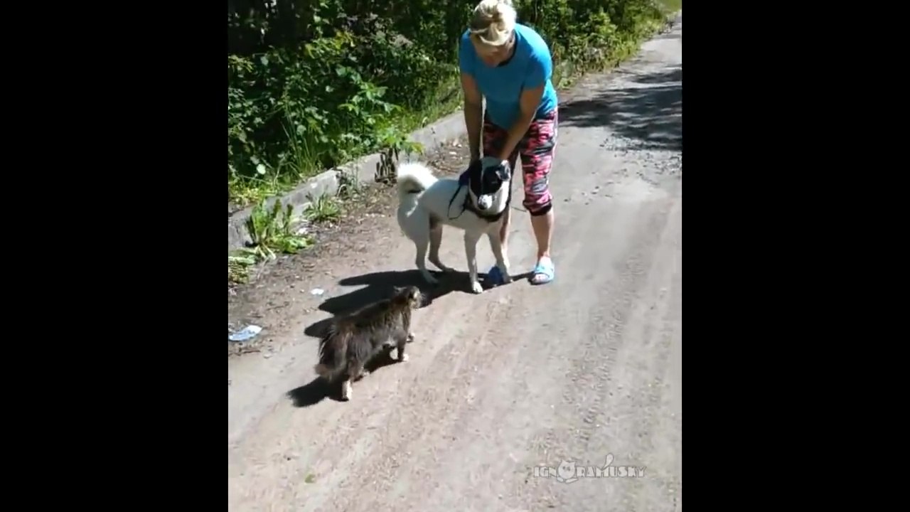 Chat attaque un chien