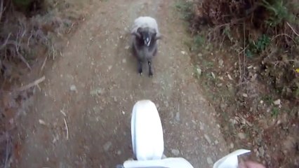 Funny Goat attacks motorcycle - Keçinin şakası yok