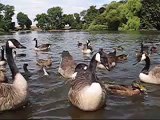 Feeding Ducks and Geese at Alvaston Park, Derby