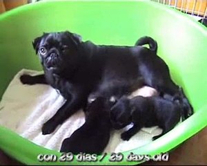 Doguillos Sohail Camada / Litter 11/09/08 Pug Carlinos 2008