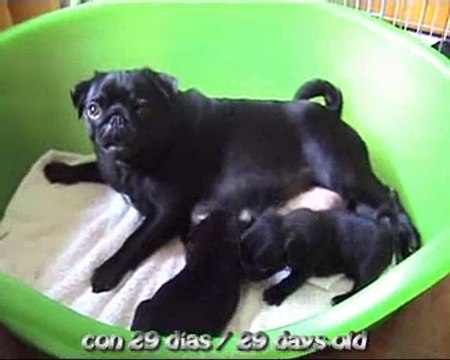 Doguillos Sohail Camada / Litter 11/09/08 Pug Carlinos 2008