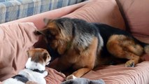 Big German Shepherd and little Jack Russell Terrier Playing