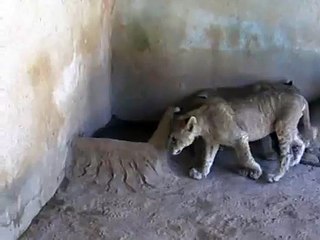 عدي أبو صدام مع الأسود