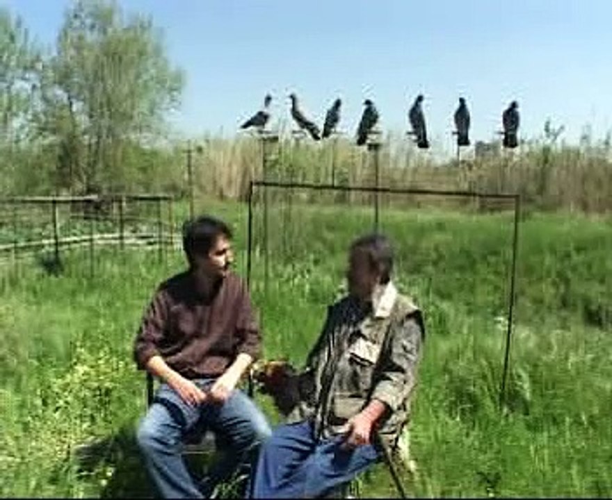 caccia al colombaccio