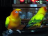 動感金太陽 Dancing  Sun Conure