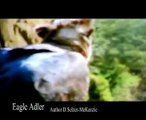 Eagle Adler Greifvogel  Wildlife Wildness Tiere Animals SelMcKenzie Selzer-McKenzie