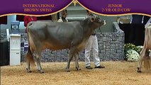 Brown Swiss Junior Two-Year-Old Cow