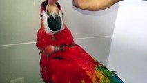 Premier Parrots - Scarlet Macaw AS1 (Semi-Tame)