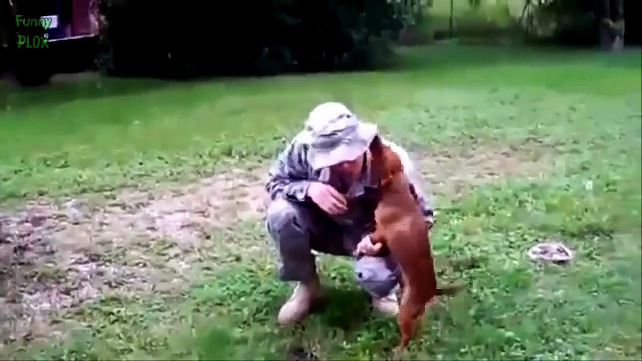 Dogs Welcoming Soldiers Home Compilation 2014 [HD]